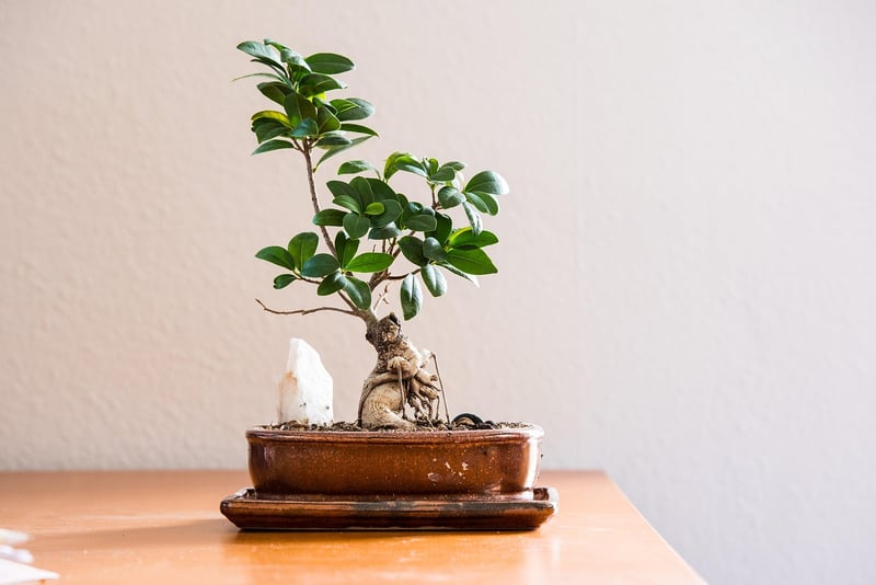 Plants in Pots
